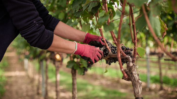 Harvest 2017: Rest of Europe