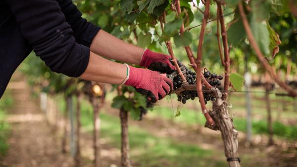 Harvest 2017: Rest of Europe