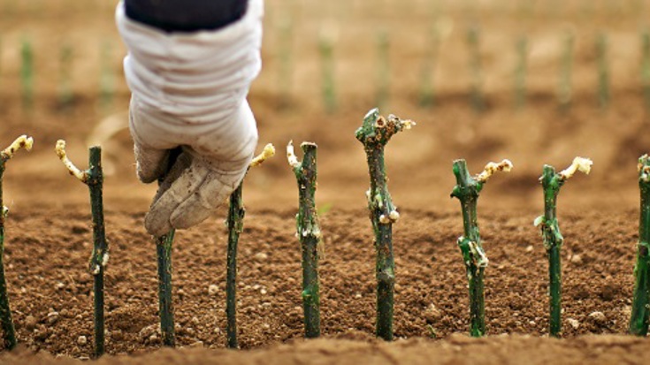 What is Phylloxera anyway?