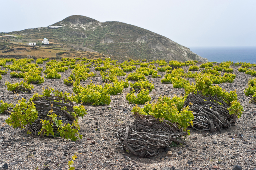 Typical vines in Santorini