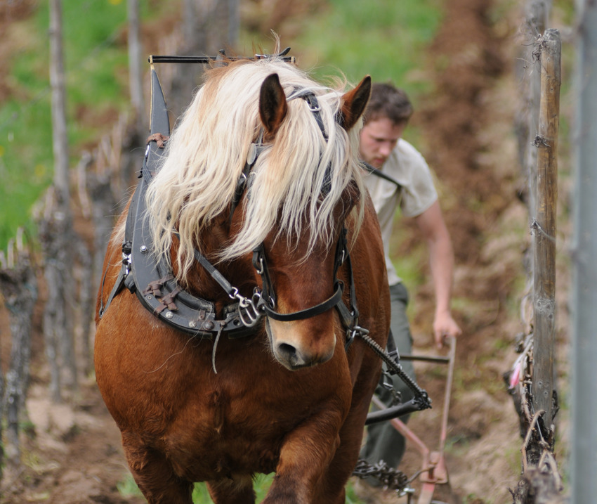 Domaine Marc Kreydenweiss