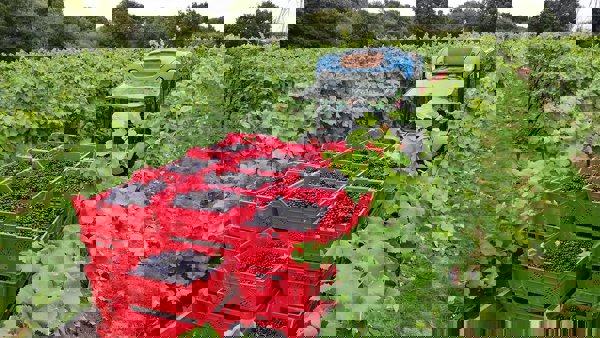 Harvest 2018: England