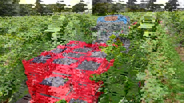 Harvest 2018: England