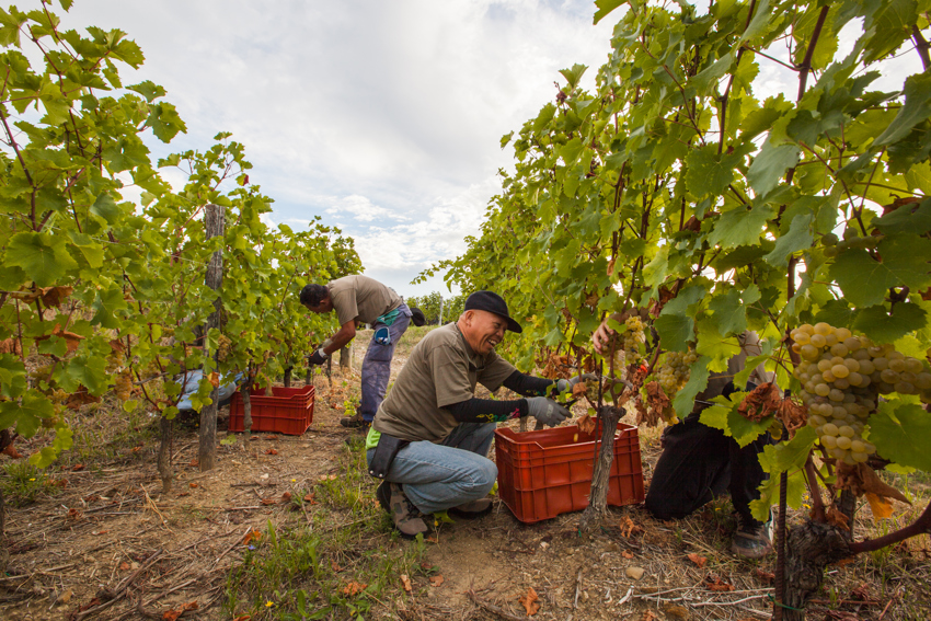 Picking at Bastianich