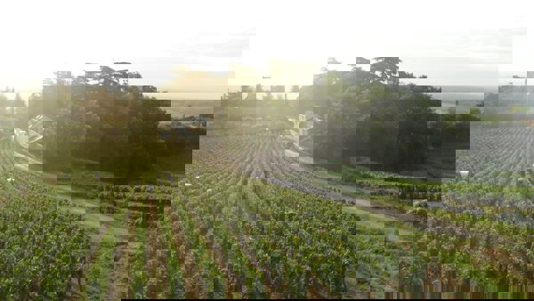 Stripping back the Loire