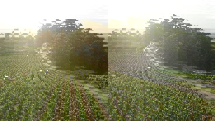 Stripping back the Loire