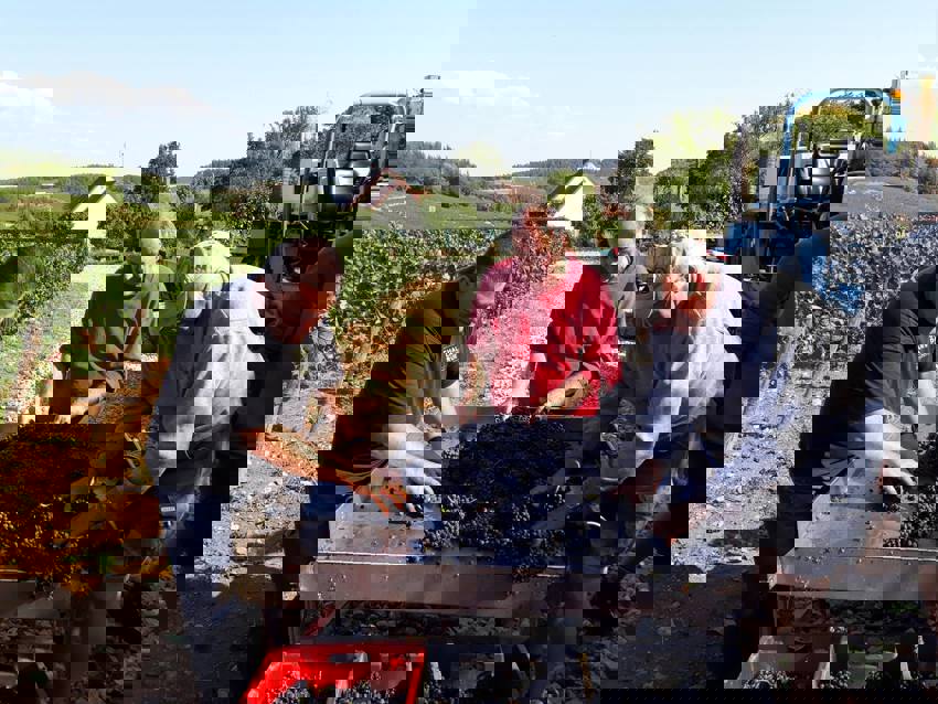 Sorting the grapes at Domaine Tupinier-Bautista