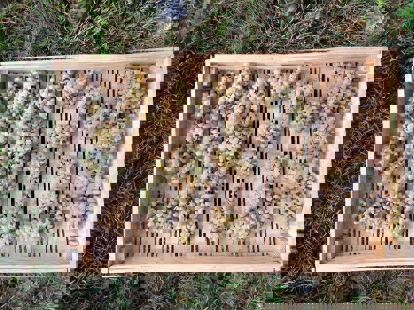 Savagnin grapes at Domaine de la Pinte