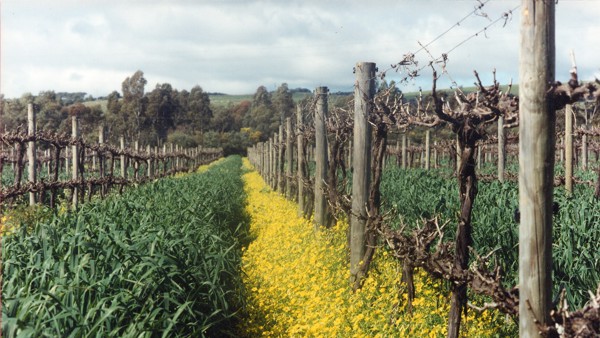 What is organic wine?