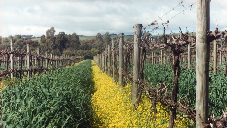 What is organic wine?