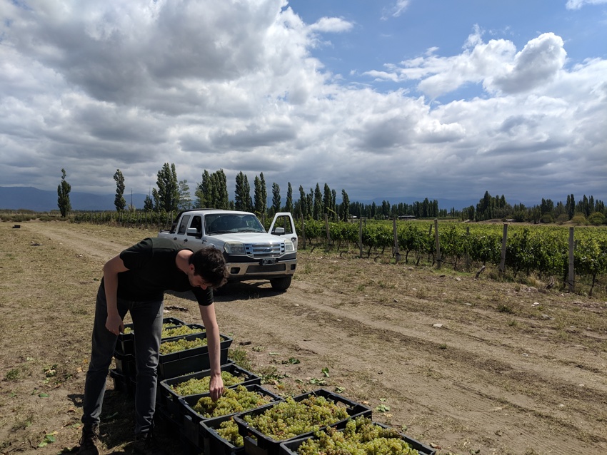 Tasting the grapes in the vineyards