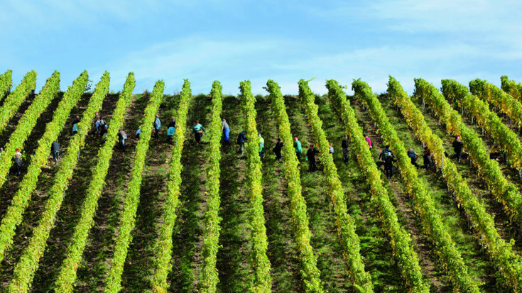 Prost! 31 days of Riesling Returns