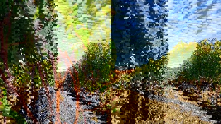 Harvest 2019: US and Canada