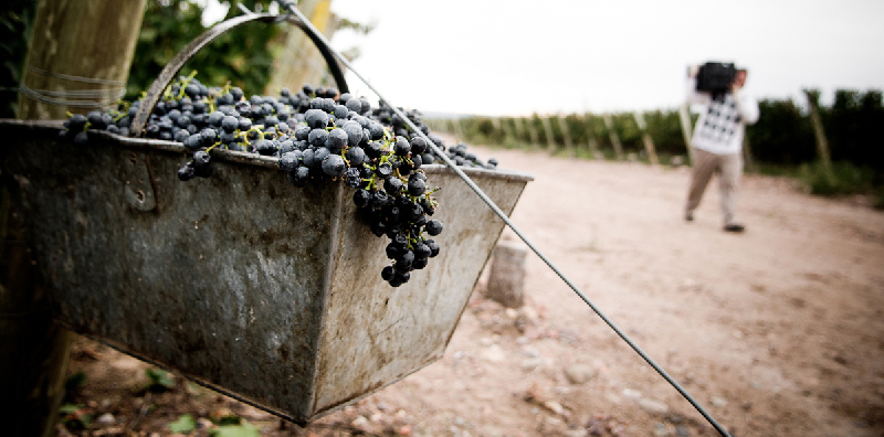 Vineyard worker at Argento