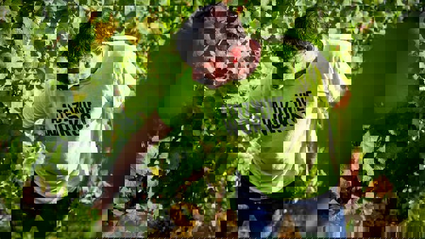 Vivid Producer of the Month: A to Z Wineworks