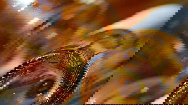 All things sweet, sticky and sherry