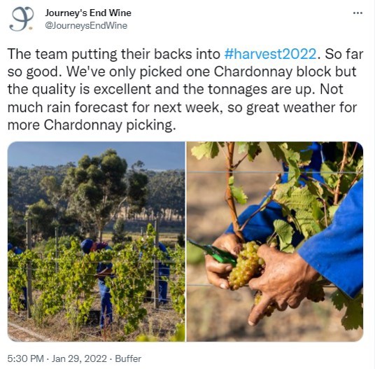 Journey's End chardonnay harvest