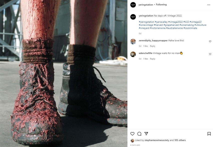 Yering Station harvest