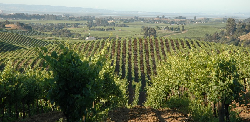 Rolling hills in Carneros California