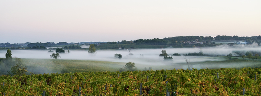 Morning mist in Sauternes