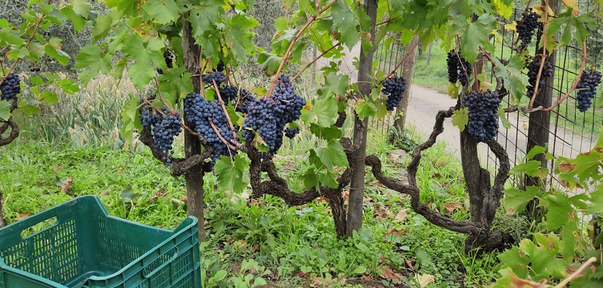 Old vines in Tuscany
