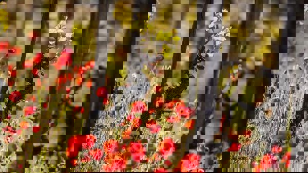 Old vines: beyond age