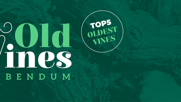 Bibendum's Oldest Vines