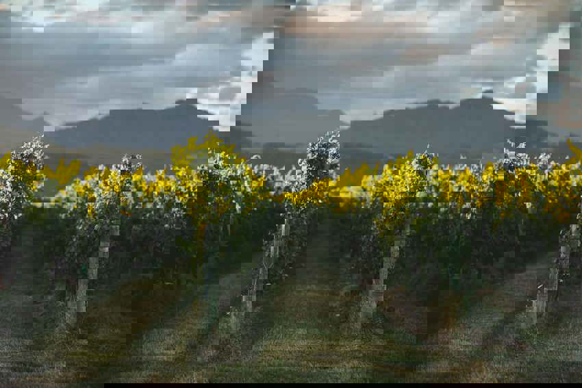 Vineyards in Malborough wine region New Zealand