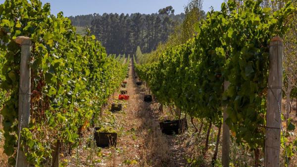 Southern Hemisphere Harvest Report 2025